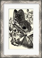 Framed B&W Butterfly IV