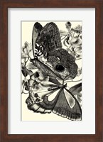 Framed B&W Butterfly IV