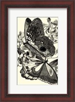 Framed B&W Butterfly IV