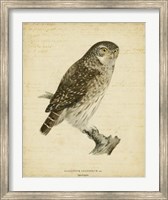 Framed Non-Embellished Vintage Owl