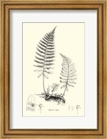 Framed B&W Fern II