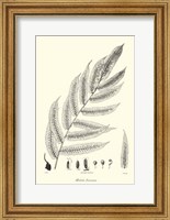 Framed B&W Fern III