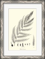 Framed B&W Fern III