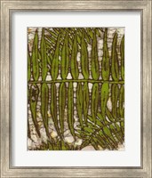 Framed Batik Frond III