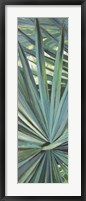 Fan Palm I Framed Print