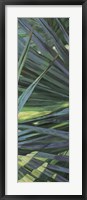 Fan Palm II Framed Print
