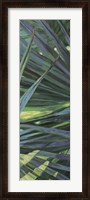 Framed Fan Palm II