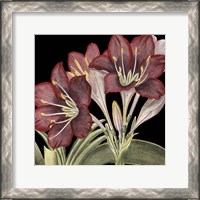 Framed Dramatic Blossoms I