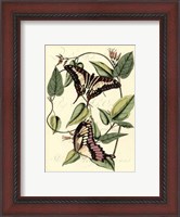 Framed Petite Butterflies II