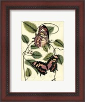 Framed Petite Butterflies IV