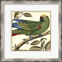 Framed Tropical Parrot I