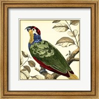 Framed Tropical Parrot II