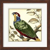 Framed Tropical Parrot II