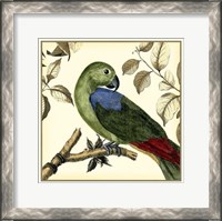 Framed Tropical Parrot III