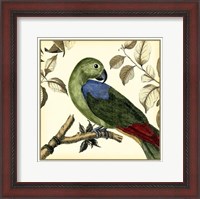 Framed Tropical Parrot III