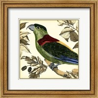 Framed Tropical Parrot IV