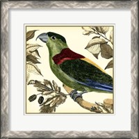 Framed Tropical Parrot IV