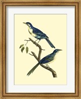 Framed Vintage Bird Pair II