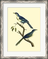 Framed Vintage Bird Pair II