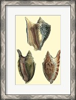 Framed Classic Shells II