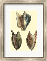 Framed Classic Shells II