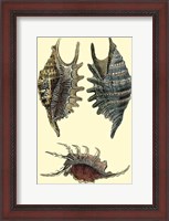 Framed Classic Shells III