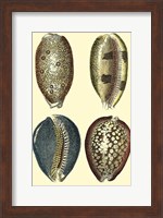 Framed Classic Shells IV