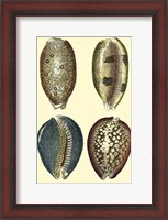 Framed Classic Shells IV