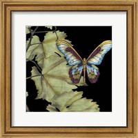 Framed Butterfly on Vine II