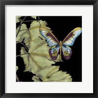 Framed Butterfly on Vine II