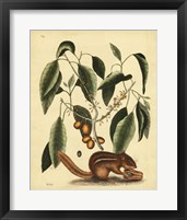 Framed Ground Squirrel, Pl. T75