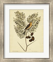 Framed American Goldfinch, Pl. T43