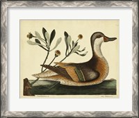 Framed Ilatheria Duck, Pl. T93
