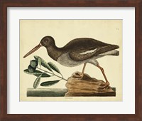 Framed Oyster Catcher, Pl. T85