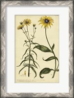 Framed Rudbeckia and Coreopsis, Pl. CCXXIV