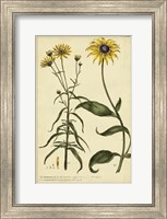 Framed Rudbeckia and Coreopsis, Pl. CCXXIV