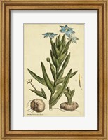 Framed Ferraria, Pl. CCLXXX