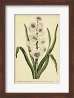 Framed Hyacinthus, Pl. CXLVIII