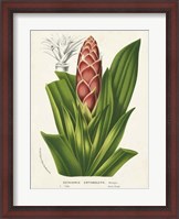 Framed Tropical Bromeliad I