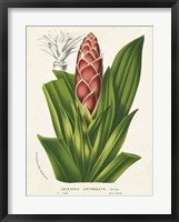 Tropical Bromeliad I Framed Print