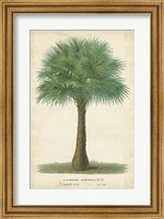 Framed Palm of the Tropics I