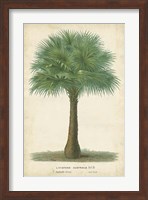 Framed Palm of the Tropics I