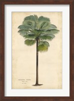 Framed Palm of the Tropics II