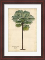 Framed Palm of the Tropics II