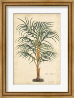 Framed Palm of the Tropics III