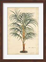 Framed Palm of the Tropics III