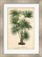 Framed Palm of the Tropics IV