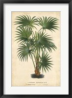 Framed Palm of the Tropics IV