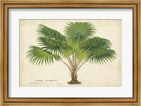 Framed Palm of the Tropics V