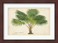 Framed Palm of the Tropics V